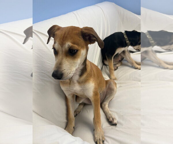 Medium Photo #4 Mutt Puppy For Sale in Cliffwood, NJ, USA
