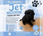 Small #4 Australian Shepherd Mix