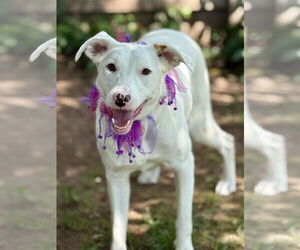 Labrador Retriever-Unknown Mix Dogs for adoption in Cranford, NJ, USA