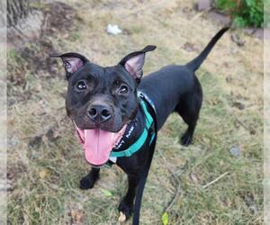 Mutt Dogs for adoption in Minneapolis, MN, USA