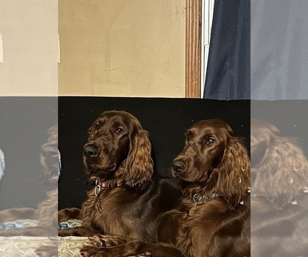 Medium Photo #9 Irish Setter Puppy For Sale in ONEONTA, NY, USA