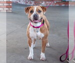 Small #5 American Pit Bull Terrier