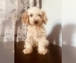 Small Photo #6 Poodle (Miniature) Puppy For Sale in DURHAM, CT, USA