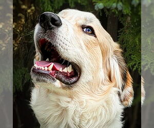 Australian Shepherd-Great Pyrenees Mix Dogs for adoption in Albuquerque, NM, USA