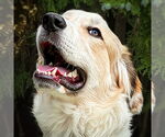 Small Australian Shepherd-Great Pyrenees Mix