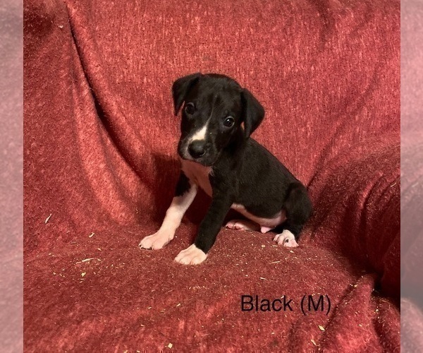Medium Photo #3 Great Dane Puppy For Sale in LIBERTY, MO, USA