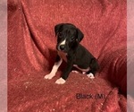 Small Photo #3 Great Dane Puppy For Sale in LIBERTY, MO, USA