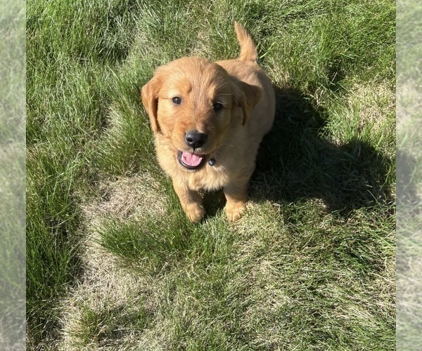 Medium Photo #5 Golden Retriever Puppy For Sale in FREDERICKSBG, OH, USA