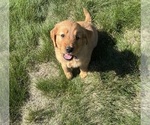 Small #4 Golden Retriever