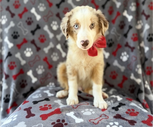 Medium Photo #6 Miniature Australian Shepherd Puppy For Sale in LAKELAND, FL, USA