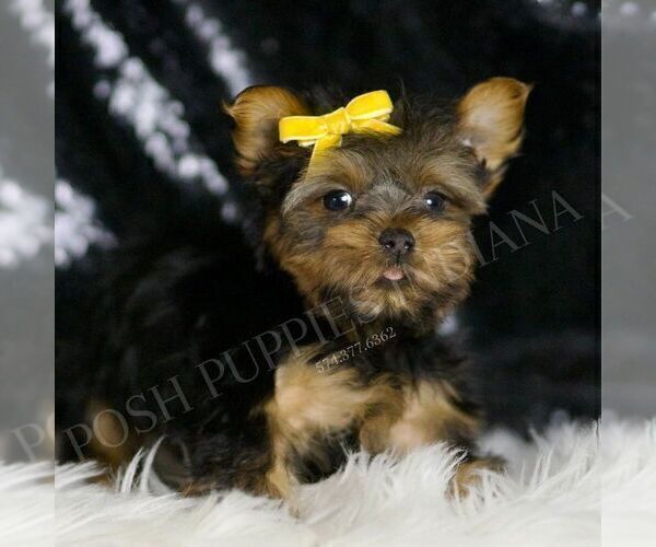Medium Photo #2 Yorkshire Terrier Puppy For Sale in WARSAW, IN, USA