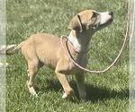 Small #3 Catahoula Leopard Dog Mix