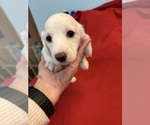 Small #3 Dachshund