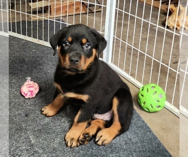 Medium Photo #1 Rottweiler Puppy For Sale in GREENFIELD, IN, USA
