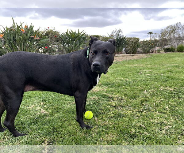 Medium Photo #6 Labrador Retriever-Unknown Mix Puppy For Sale in San Diego, CA, USA