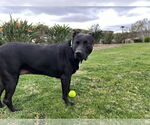 Small #5 Labrador Retriever Mix
