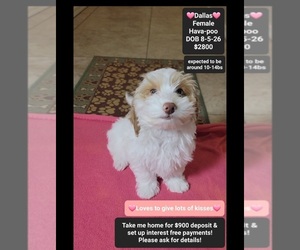 Havapoo Puppy for sale in TUCSON, AZ, USA