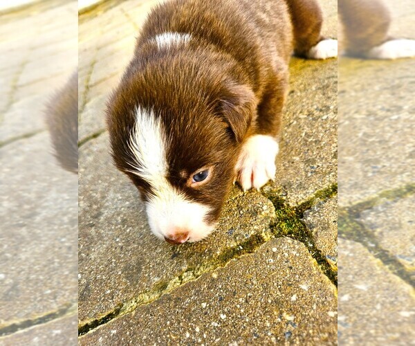 Medium Photo #5 Australian Shepherd Puppy For Sale in NELSON, VA, USA