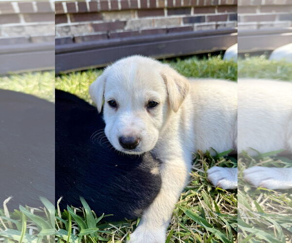 Medium Photo #2 Labrador Retriever-Unknown Mix Puppy For Sale in The Woodlands, TX, USA