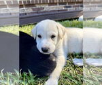 Small #1 Labrador Retriever Mix