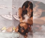 Small Photo #225 Yorkshire Terrier Puppy For Sale in AKRON, OH, USA