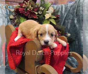 Cavachon Puppy for sale in LE MARS, IA, USA