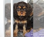 Puppy Puppy 3 Male Cavalier King Charles Spaniel