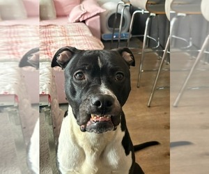Company - Male American Pit Bull Terrier-American Staffordshire Terrier Mix Dog for Adoption - Photo #7