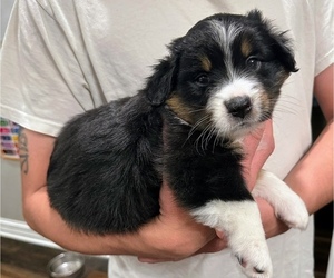 Medium Miniature American Shepherd
