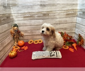 Cavachon Puppy for sale in FULTON, KS, USA