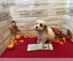 Small Photo #1 Cavachon Puppy For Sale in FULTON, KS, USA