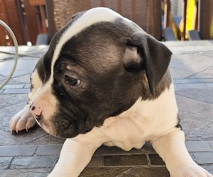 Medium American Pit Bull Terrier