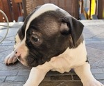 Puppy Blackie American Pit Bull Terrier