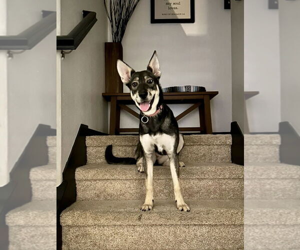 Medium Photo #1 Siberian Husky-Unknown Mix Puppy For Sale in Dana Point, CA, USA