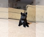 Small #1 Siberian Husky