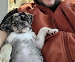 Small Photo #6 Puggle Puppy For Sale in CINCINNATI, OH, USA