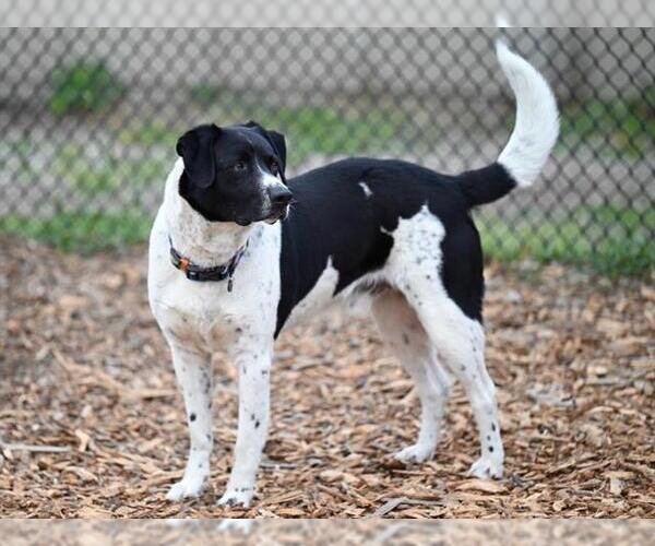 Medium Photo #3 Border Collie-Unknown Mix Puppy For Sale in Santa Cruz, CA, USA