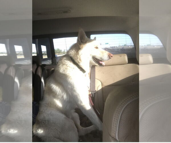 Medium Photo #1 Mutt Puppy For Sale in Fort Collins, CO, USA