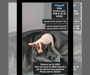 Poodle (Toy)-Zuchon Mix Puppy for sale in TUCSON, AZ, USA