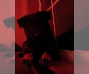 German Shepherd Dog Puppy for sale in MONTREAL, MO, USA