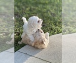 Small Photo #16 Bichpoo Puppy For Sale in MELROSE, FL, USA