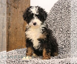 Bernedoodle (Miniature) Puppy for sale in NARVON, PA, USA