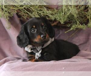 Dachshund Puppy for sale in ORO VALLEY, AZ, USA