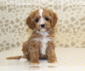 Cavapoo Puppy for sale in DENVER, PA, USA