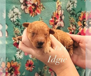 Poodle (Toy) Puppy for sale in WINNSBORO, LA, USA