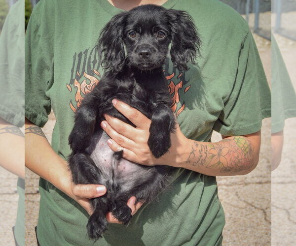 Medium Photo #3 Cocker Spaniel-Unknown Mix Puppy For Sale in Huntley, IL, USA