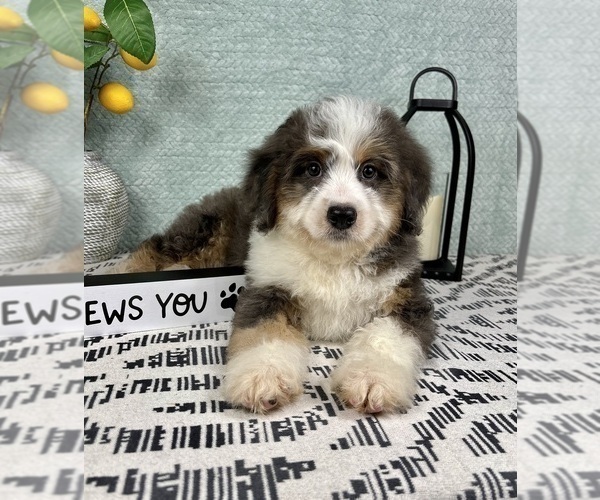 Medium Photo #3 Miniature Bernedoodle Puppy For Sale in FRANKLIN, IN, USA