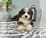 Small #2 Miniature Bernedoodle
