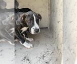 Small Staffordshire Bull Terrier