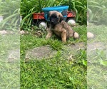 Small #2 Mutt